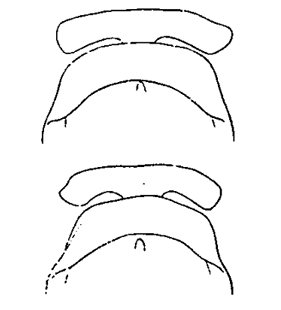 speciesimage