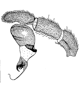 speciesimage