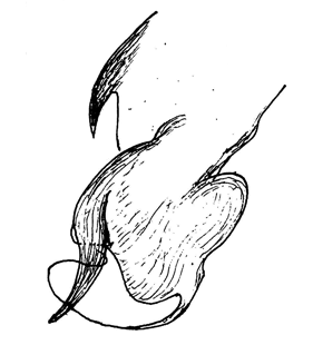 speciesimage