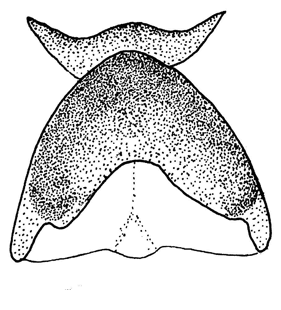 speciesimage