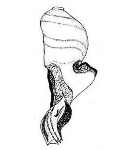speciesimage