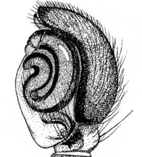 speciesimage