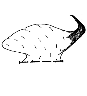speciesimage
