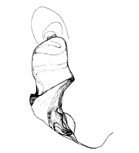 speciesimage