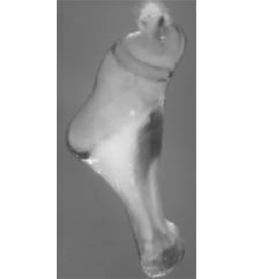 speciesimage