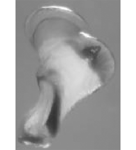speciesimage