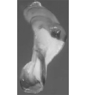 speciesimage