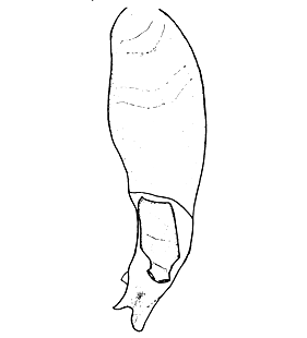 speciesimage