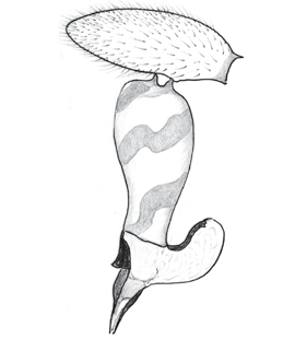 speciesimage