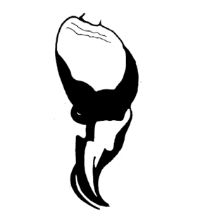 speciesimage