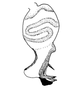 speciesimage