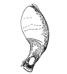speciesimage