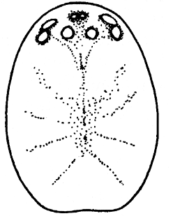 speciesimage