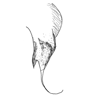 speciesimage