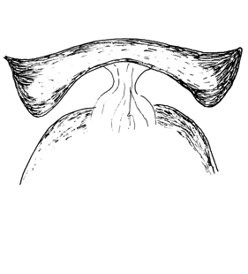 speciesimage