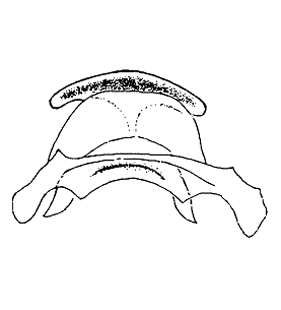 speciesimage