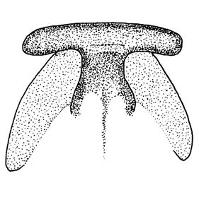 speciesimage
