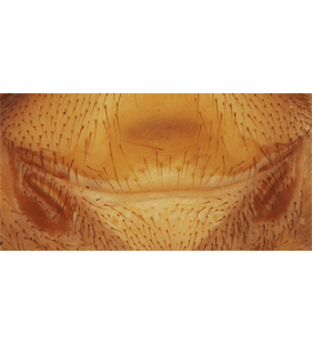 speciesimage