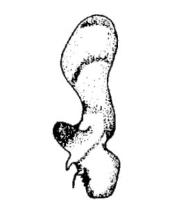 speciesimage
