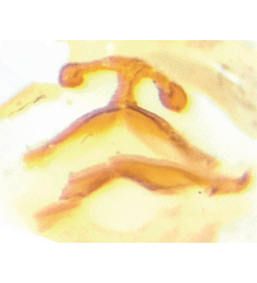 species