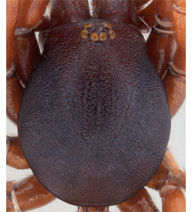 species