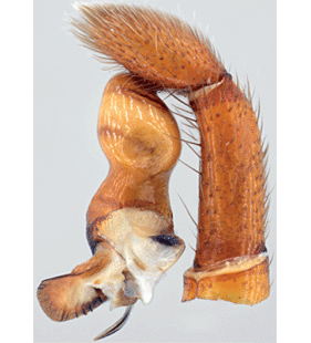 species