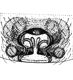 speciesimage
