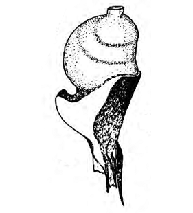 speciesimage