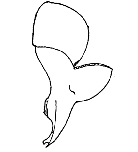speciesimage
