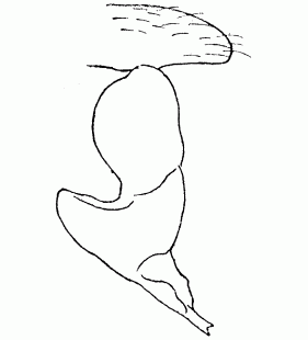 speciesimage
