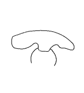 speciesimage