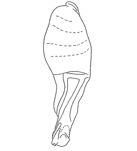 speciesimage