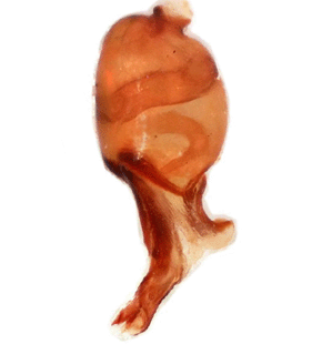 speciesimage