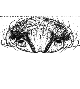 speciesimage