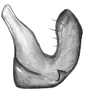 species