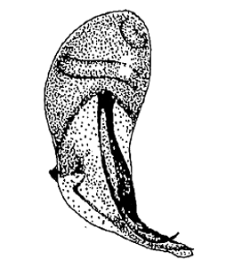 speciesimage