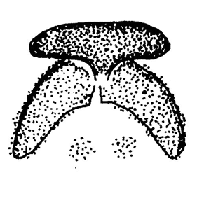 speciesimage