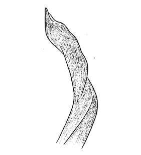 speciesimage