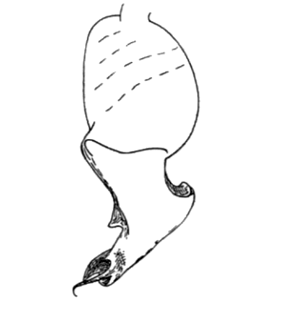 speciesimage