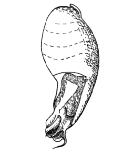 speciesimage