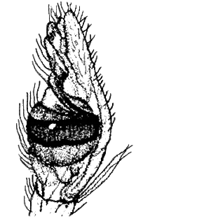 speciesimage