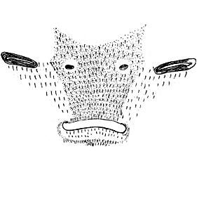 speciesimage