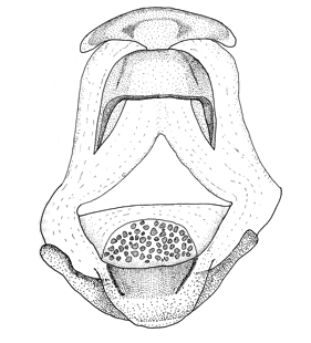 speciesimage