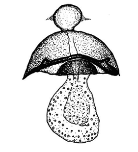 speciesimage
