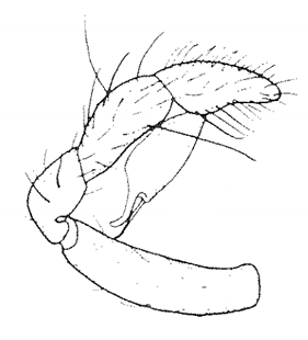speciesimage