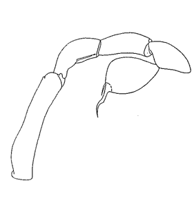 speciesimage