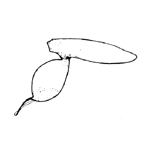 speciesimage