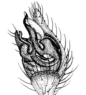 speciesimage