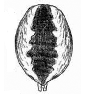 speciesimage