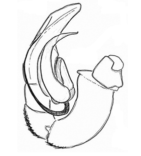 speciesimage